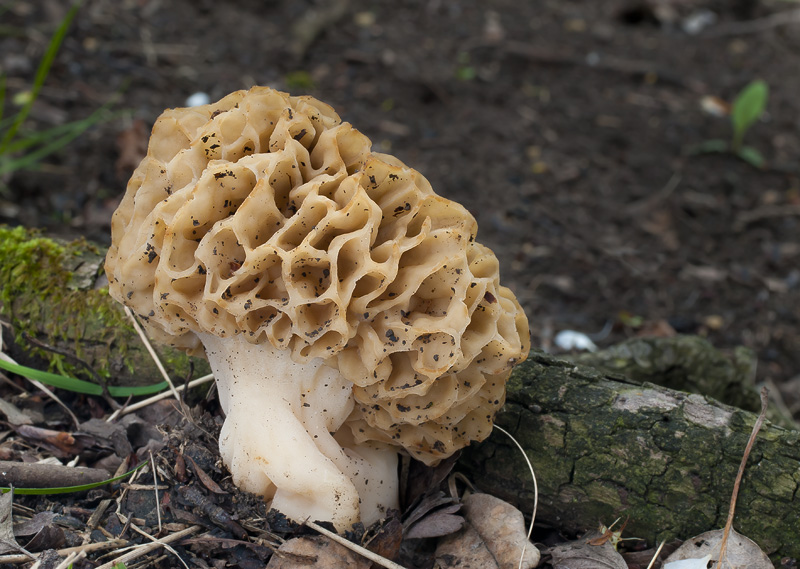 Morchella esculenta